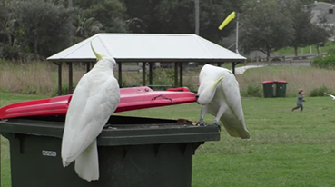 澳洲鹦鹉开垃圾桶觅食不稀奇 德国新研究：它们还能教会伙伴