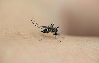 招蚊星人注意！这些病毒可能会让你更受蚊子青睐，并增加疾病传播的风险