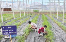 农村集体经济组织会计制度落地 明年1月起施行