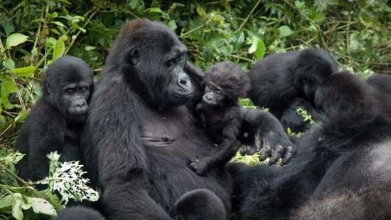 从林中追踪乌干达山地大猩猩